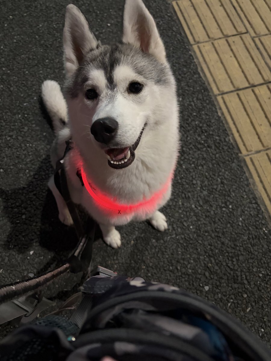 まっしろる tweet media