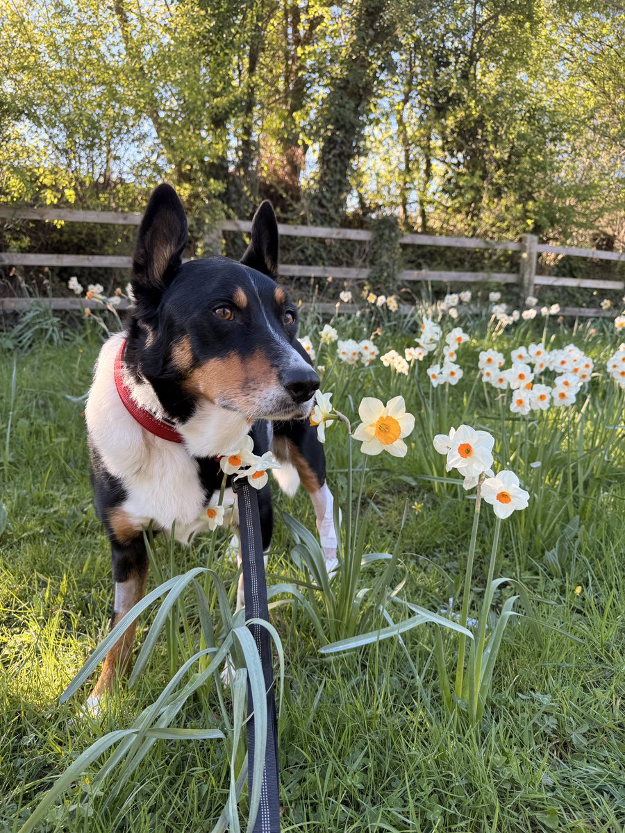 PipTheCollie tweet media