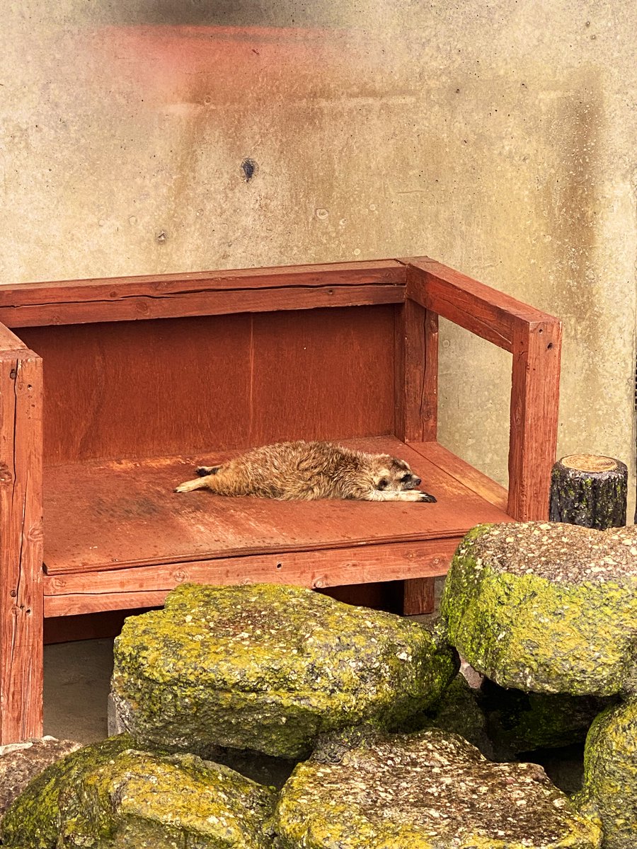 傳田うに tweet media