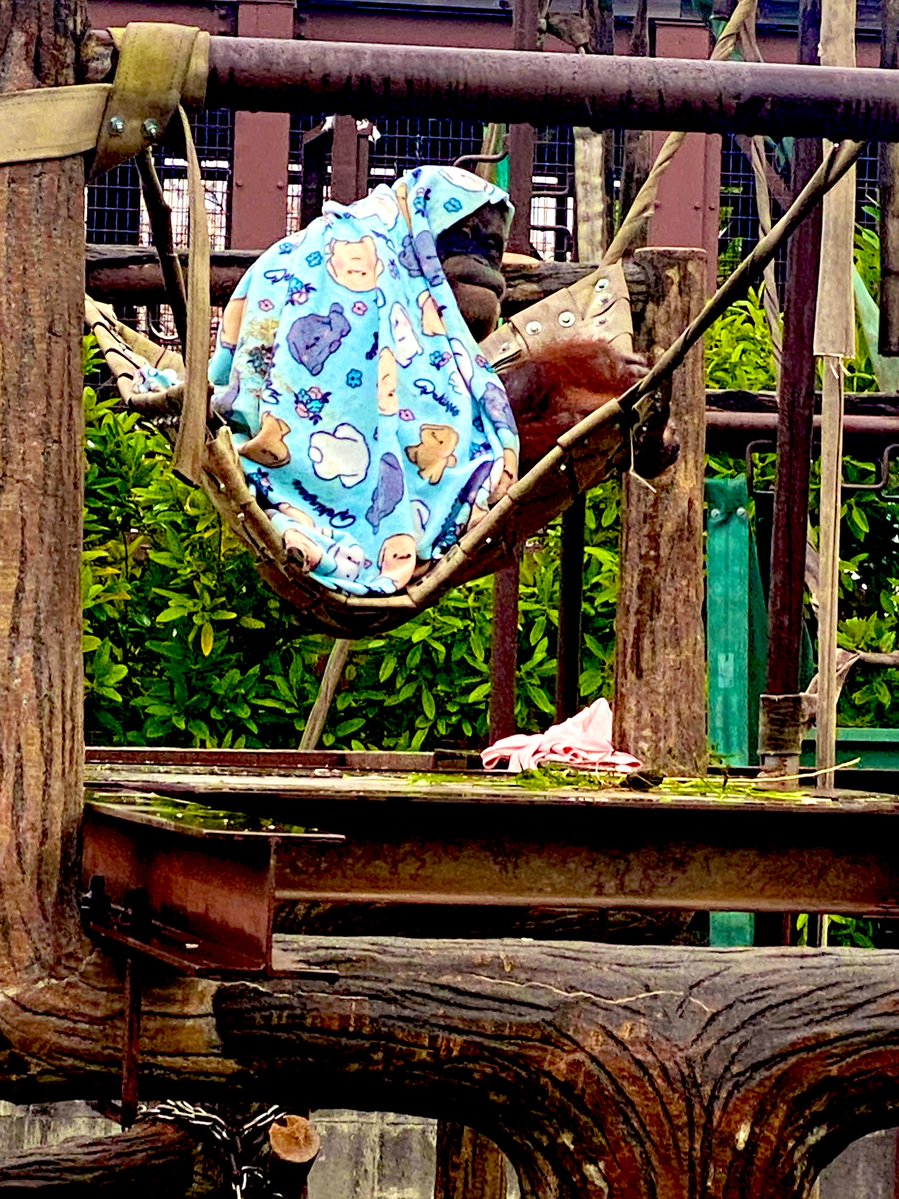 傳田うに tweet media