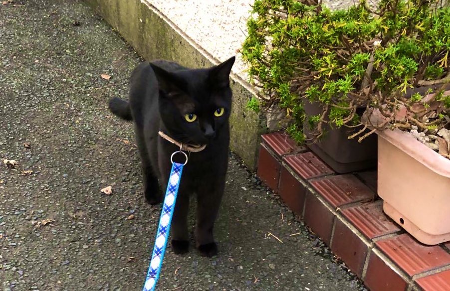 こっちゃんの大冒険@猫YouTuber tweet media