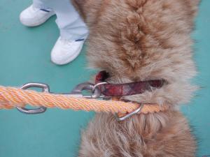 びーとも tweet media