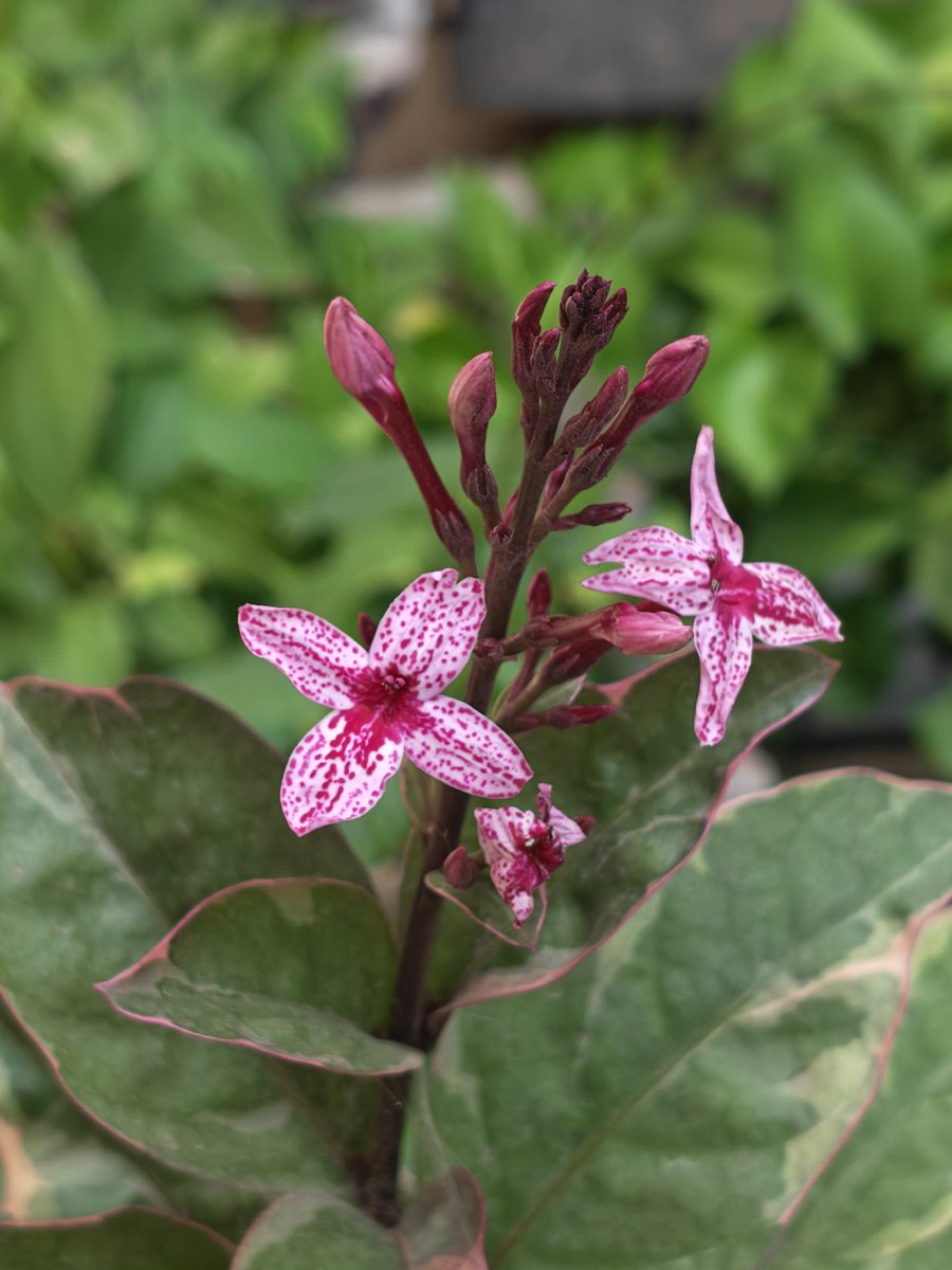 curious__coffee's tweet photo. Nature’s tiny masterpiece 🌸
#twosday
#twodayTuesday
#AkshArt
#theme_pic_India_flowers https://t.co/mdHHLD429U