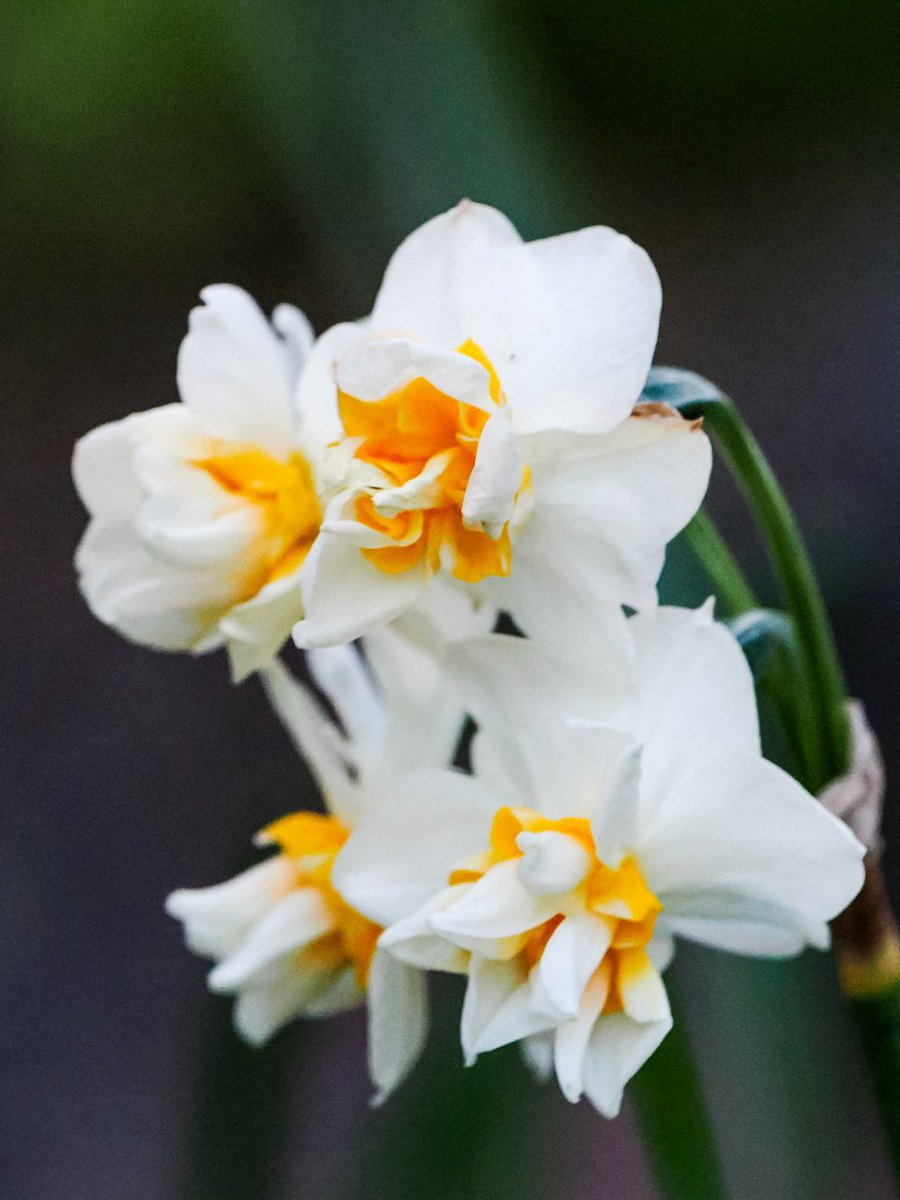 mashiko1970's tweet photo. ヤエザキスイセン
#ヤエザキスイセン
#八重咲き水仙
#Doubledaffodil
#水仙
#スイセン
#Daffodil
#花
#flower
#写真好きな人と繋がりたい
#カメラ好きな人と繋がりたい
#お花好きな人と繋がりたい
#新潟カメラ部
#鳥屋野潟公園
#マリサポ写真部 https://t.co/XkzSa4lXY3