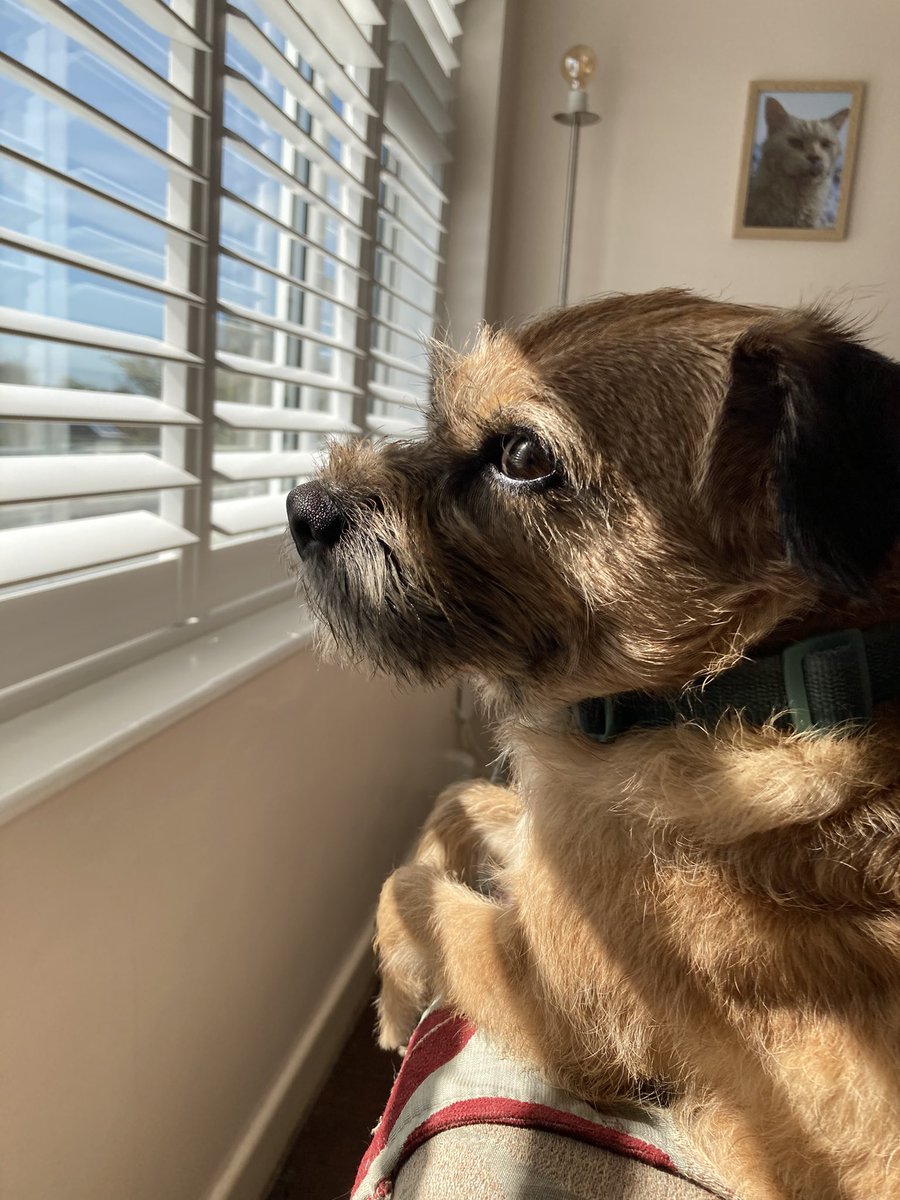 Margot (sisfur of Jakedoganality) b.26/01/2022 tweet media