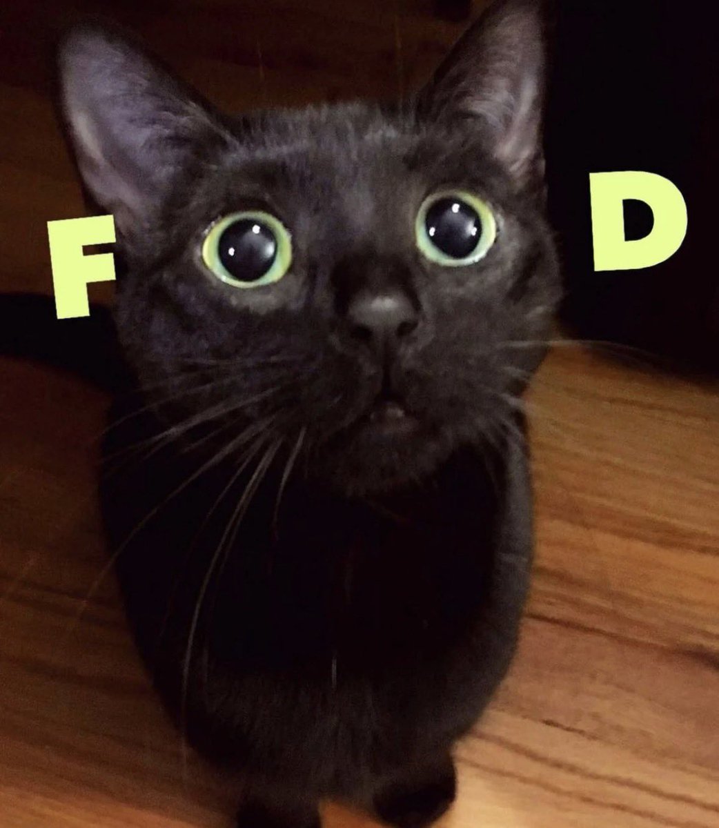 Black cats are not bad luck (@visualscat) on Twitter photo 