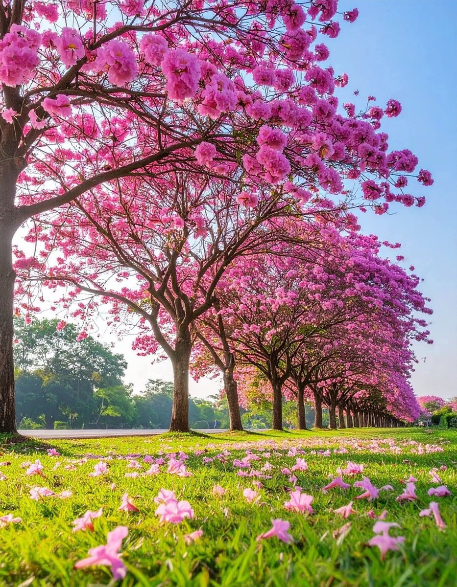 🌺🌼🌿🌼 Ǥ𝓻𝐚ｚɨａ 🌼🌿🌼🌺 tweet media