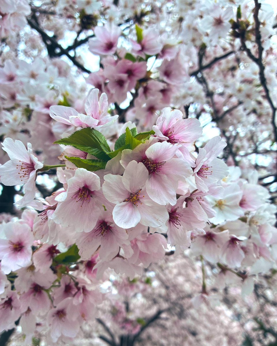 とあｻﾌﾞﾘﾝ🤗 tweet media