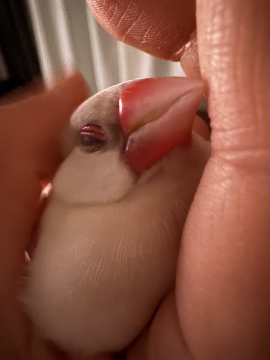 かわいちょきーちゃんはよしよししようね