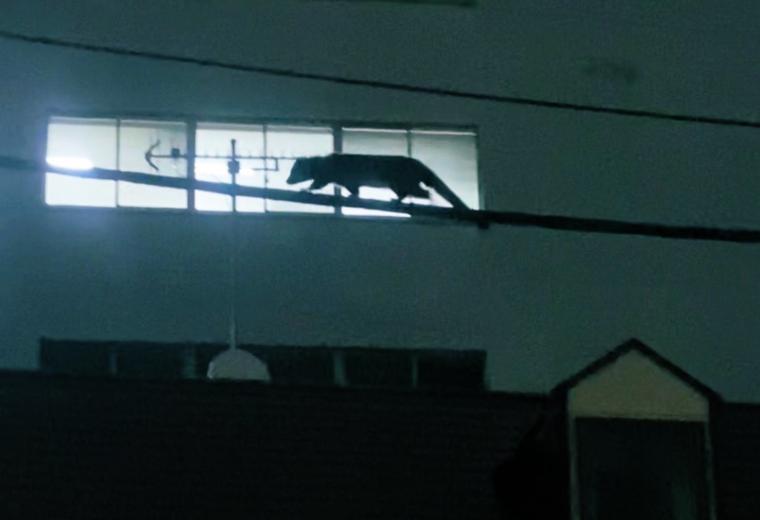 山本桜子🐓SakurakoYamamoto tweet media