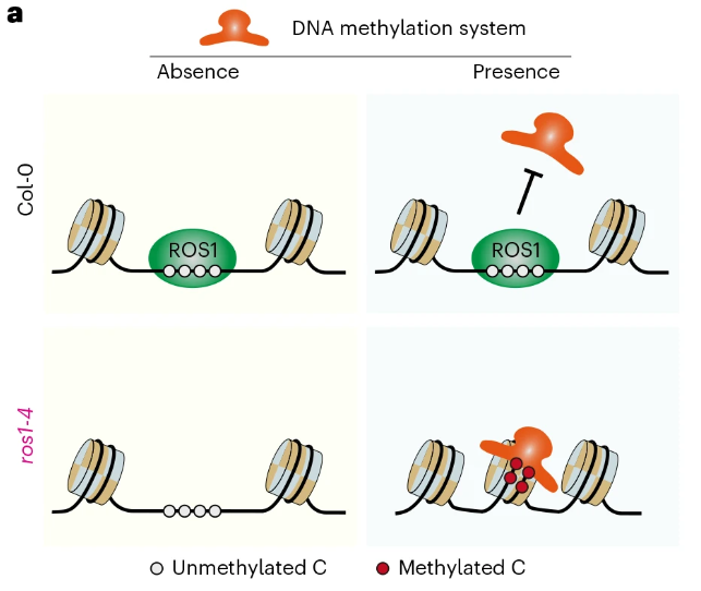 Nature Plants tweet media
