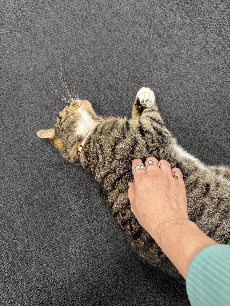 和田まお tweet media