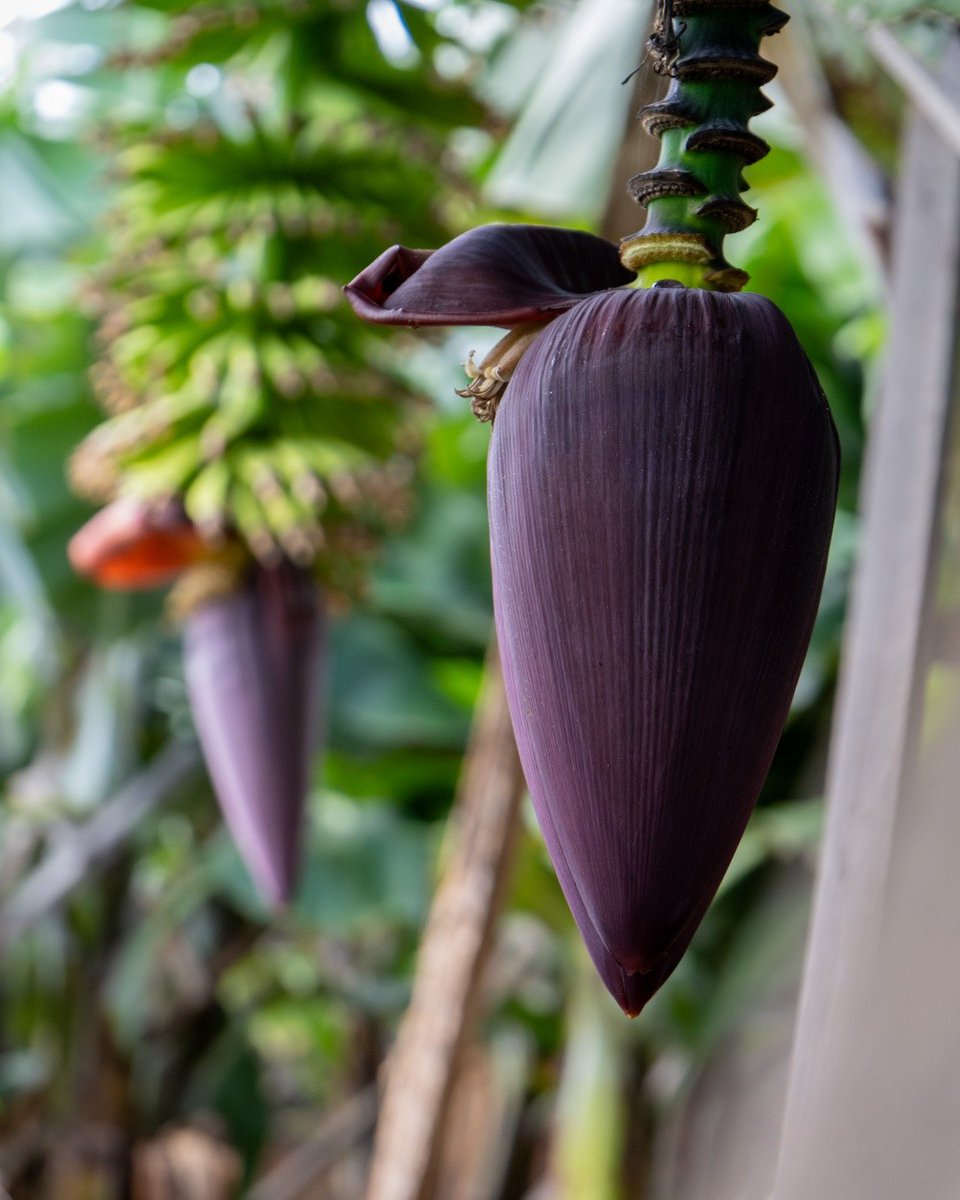 alentejo_1970's tweet image. A #Madeira tem segredos. Este é o mais saboroso.
Museu da Banana da Madeira - BAM 🍌🇵🇹