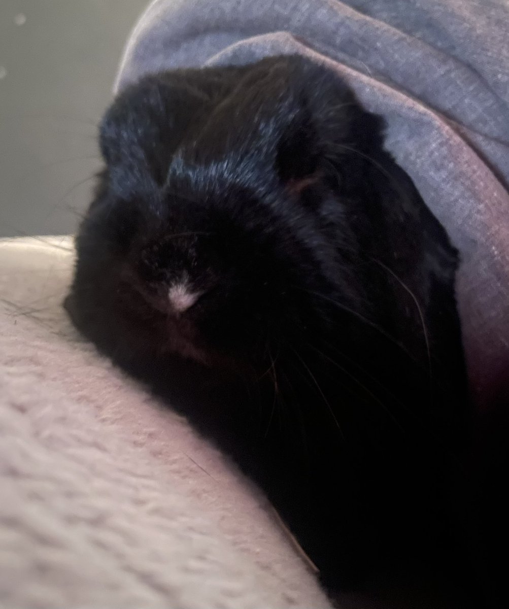 fat baby bunny tweet media