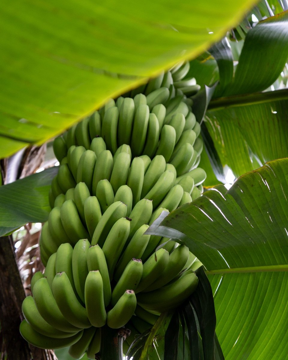 alentejo_1970's tweet image. A #Madeira tem segredos. Este é o mais saboroso.
Museu da Banana da Madeira - BAM 🍌🇵🇹