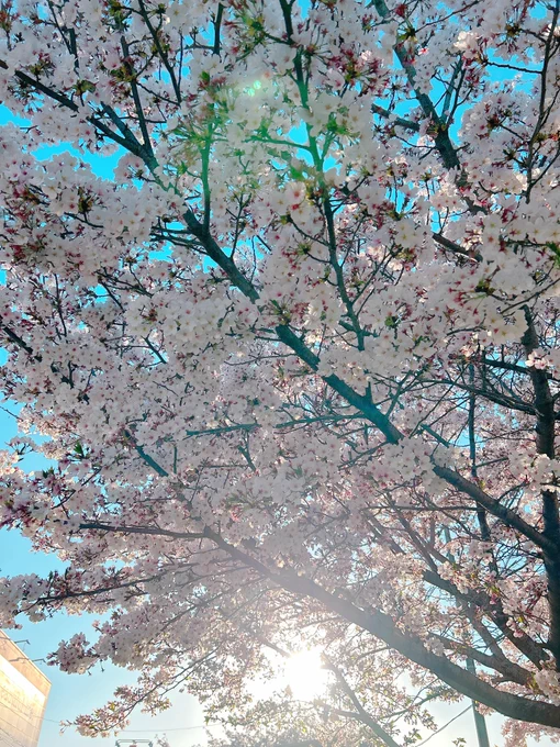 盛りを過ぎた桜を少し見られました。