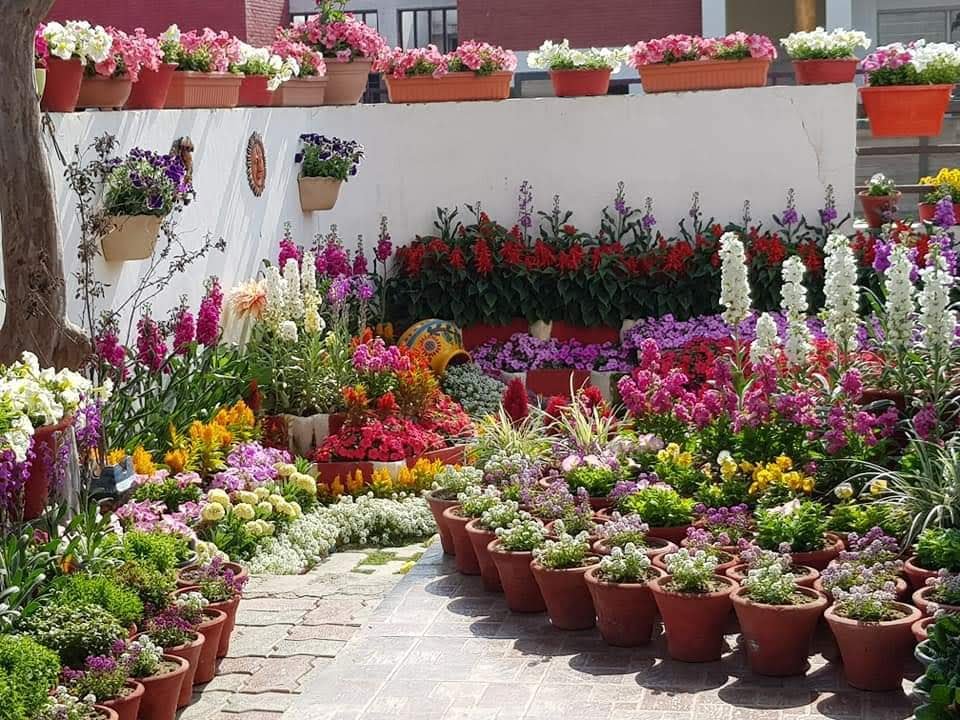 Ananth_IRAS's tweet image. Quote with a Pic showcasing colours! These are mine - colourful flowers! #colours #flowers #Photography