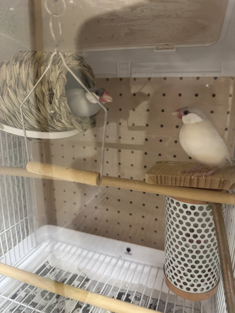 しらこがきーの家乗っ取って怒鳴りつけてステップに追いやった😭