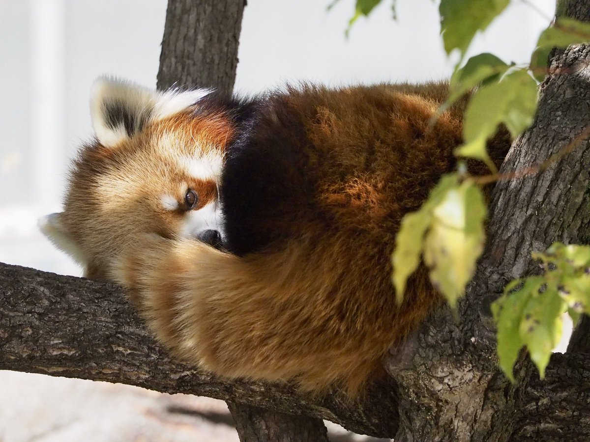 うさすり tweet media