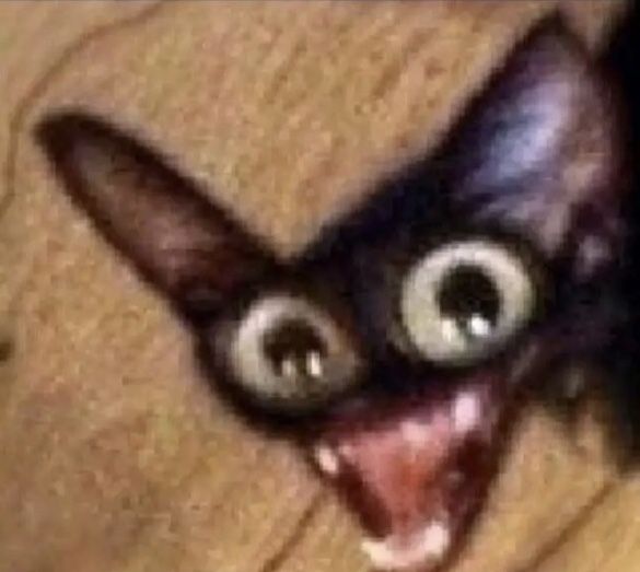 narvi💫 tweet media