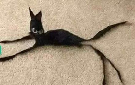 narvi💫 tweet media