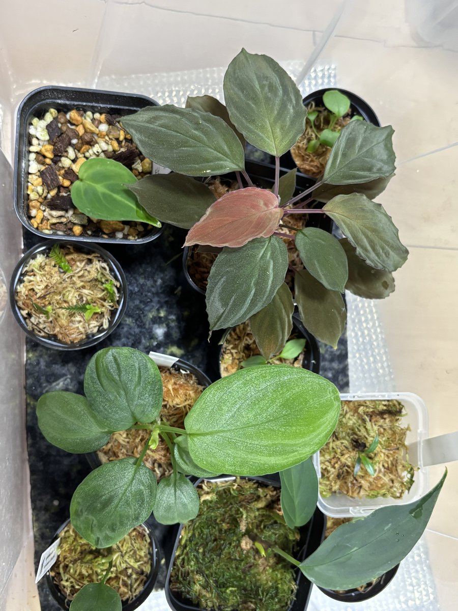 みんと🦐🌱 tweet media