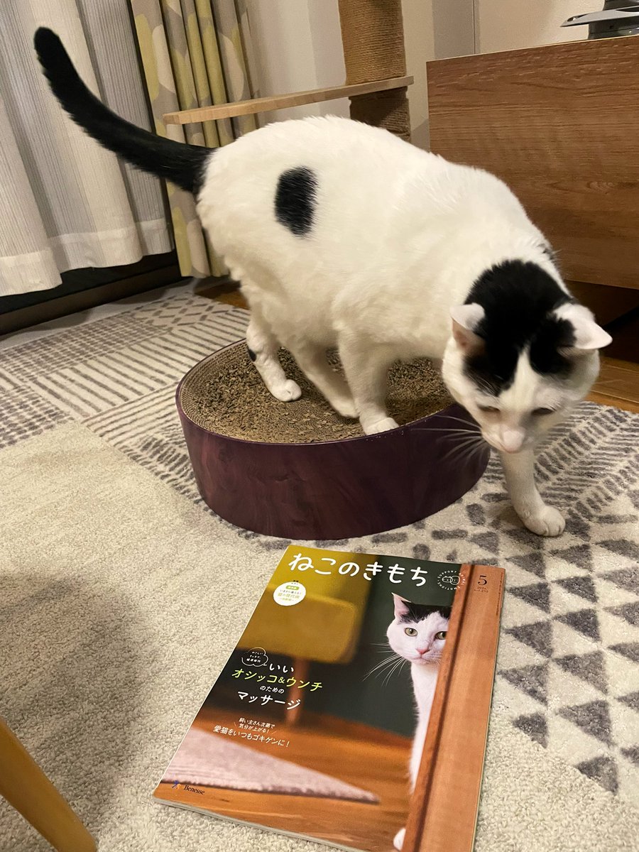 wacott's tweet photo. うちの猫が表紙に載りました。実は昨年応募したら当選しまして、1月の有休消化期間にカメラマンさんが我が家に来て撮影をしていただき、ようやく本日届いた次第です。撮影当日は、人見知りがすごくてなかなか出てこず、4時間も粘って可愛いひょっこり顔を撮ってもらい、とても良い記念になりました。 https://t.co/LP05DssFAm