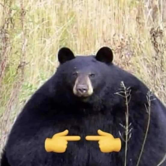 🐻 Bear 🍃 tweet media