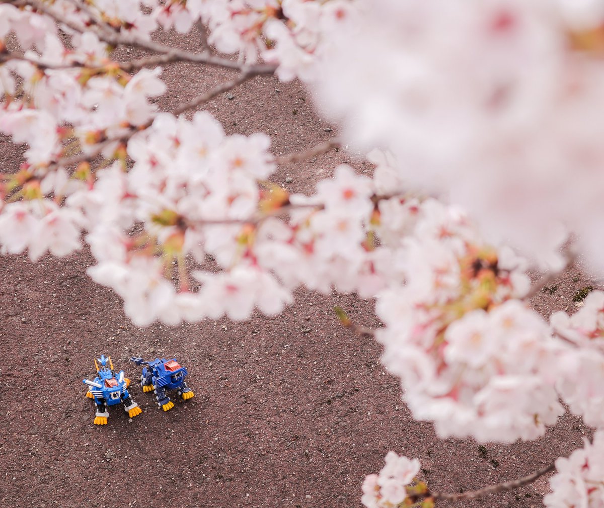 ぶれーど＠WILD WIND tweet media