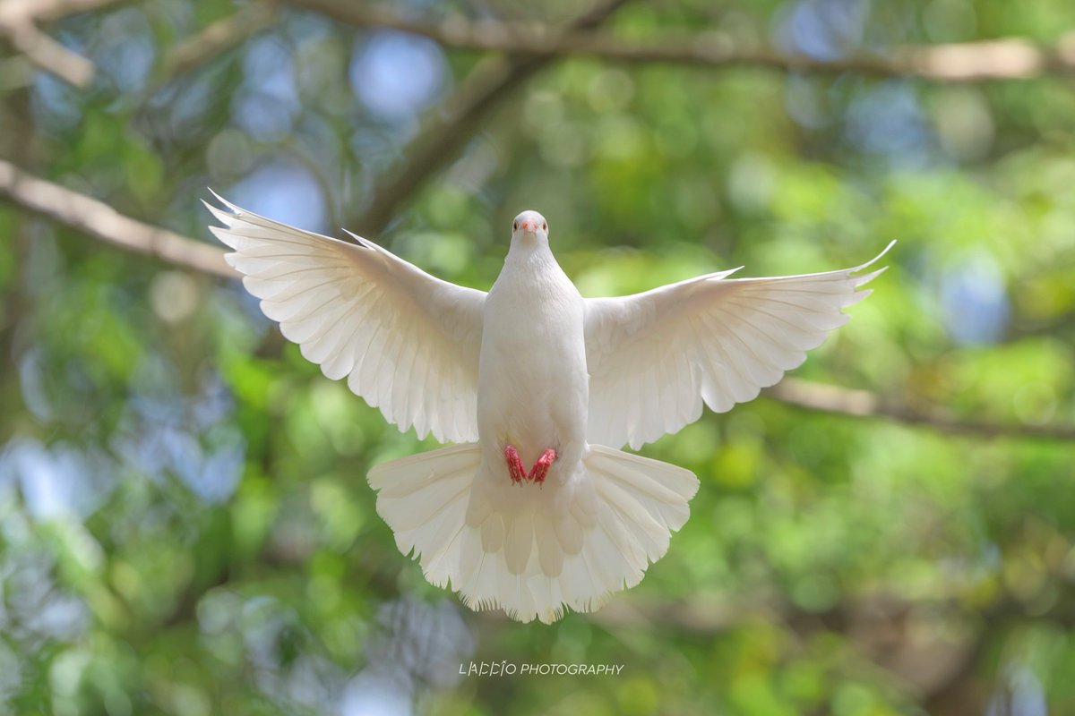佐藤 章(らっちょ) |Akira Sato|写真集「北の森の和毛たち」発売中 tweet media