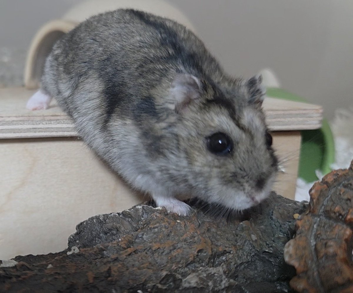 몽떼와 누냐의 우당탕탕 🌞 tweet media