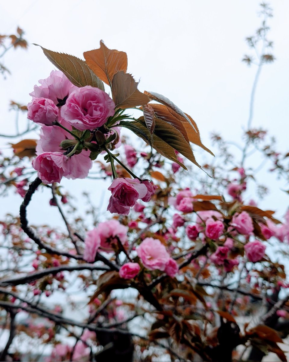 えり | 和歌山のホームページ制作やさん =Aster Work= tweet media