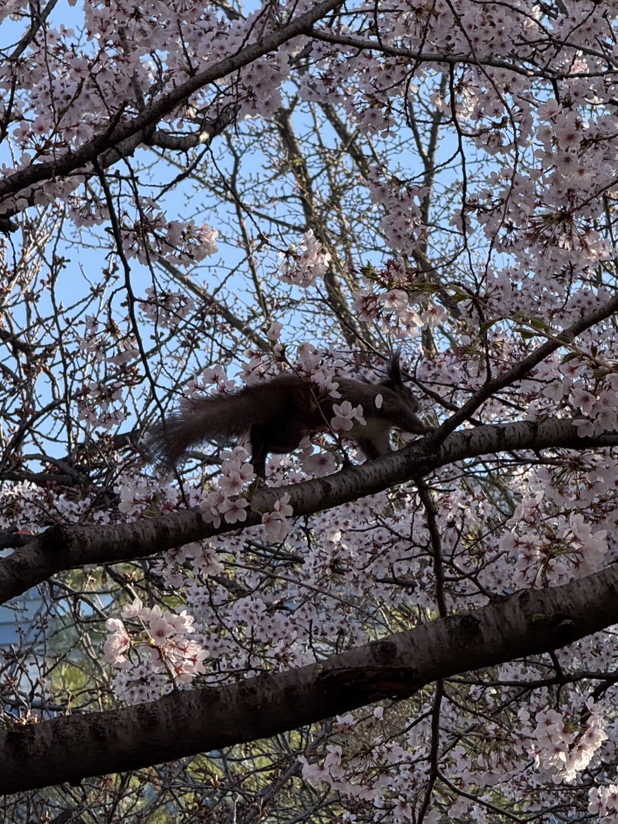 캣띄 (ᓀ‸ᓂ) tweet media