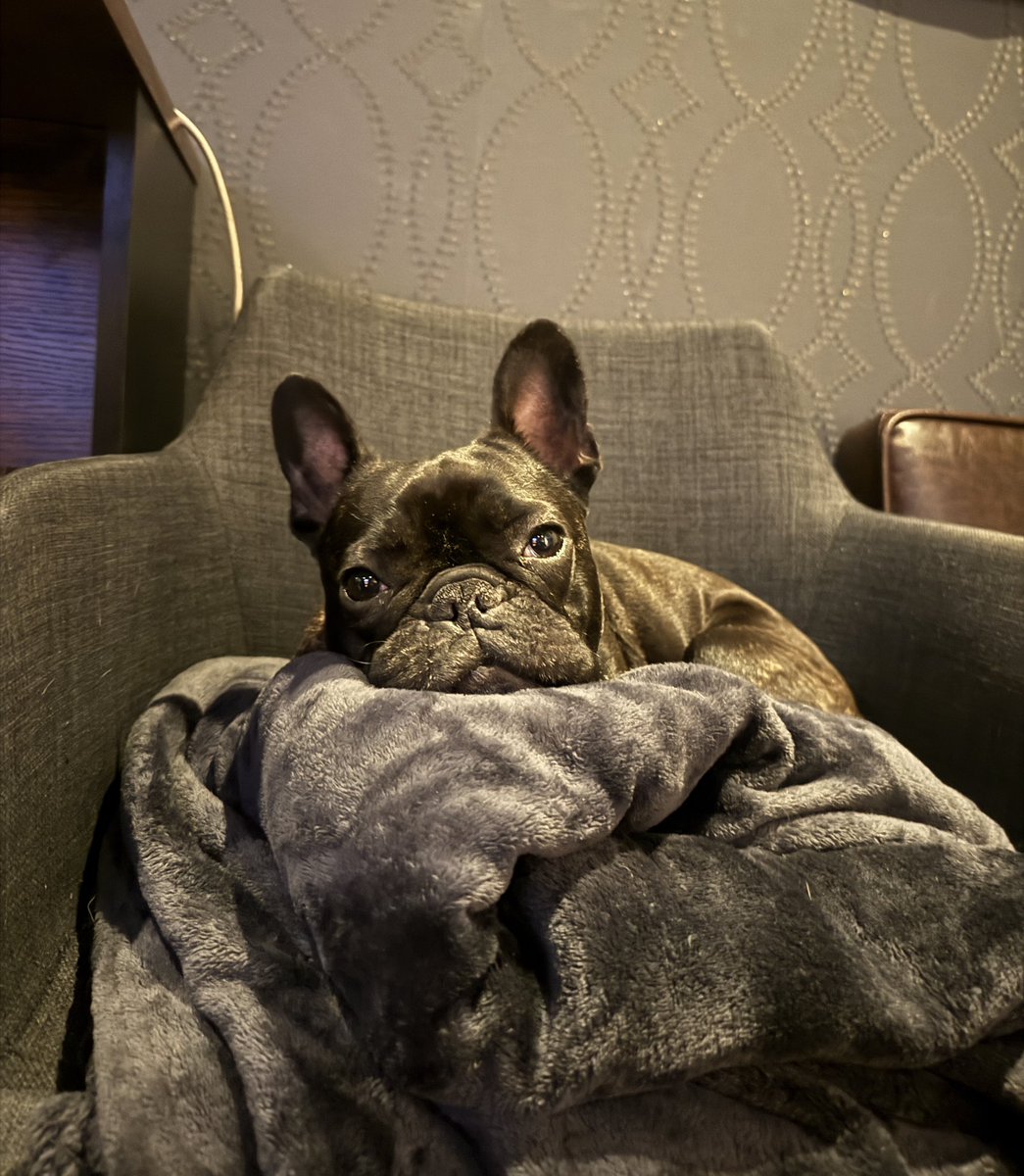 フレブルのとうふちゃん tweet media