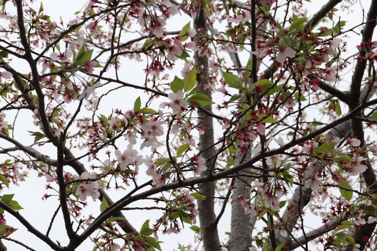 ▸︎▹︎mizüki tweet media