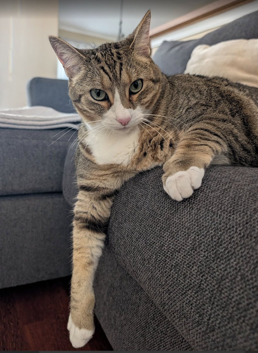 the derp chronicles tweet media