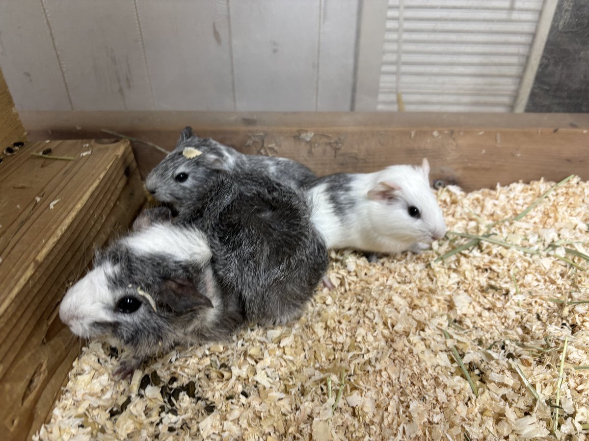 少し大きくなりましたが、モルモットの赤ちゃんが2頭誕生しました🎊
#モルモット　#テンジクネズミ　#埼玉動物海洋専門学校
