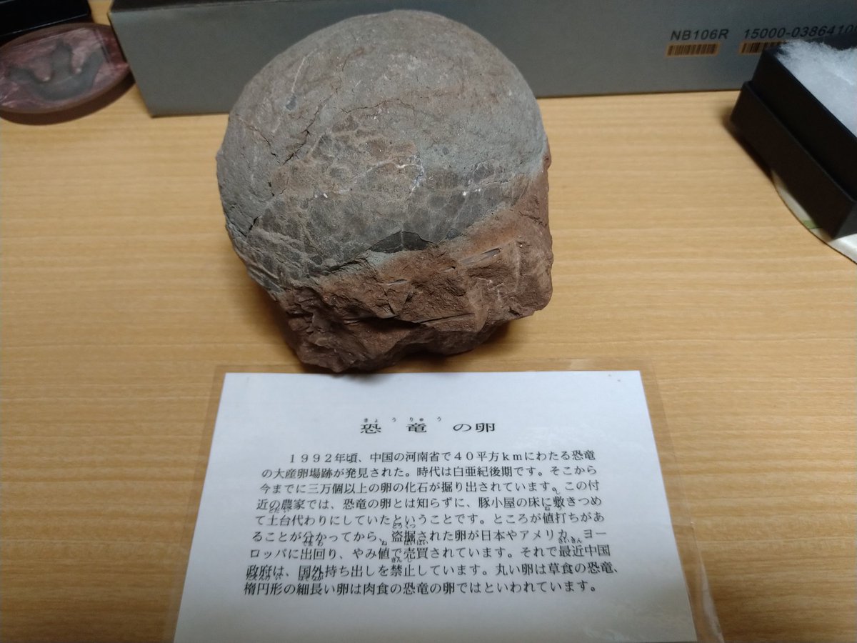 Akikan_1981's tweet photo. #火曜日は化石の日
ハドロサウルス科の卵。
ミネマルで購入した本物の化石です。
説明文は1枚目のラミネートに記載。
かなり表面の殻が剥がれてしまってますが、所々ひび割れて本体に残っています。本物の卵化石のほとんどは地面の圧力を受けて若干潰れており、偽物のように綺麗な球体ではありません。 https://t.co/YpwwB9tdr0