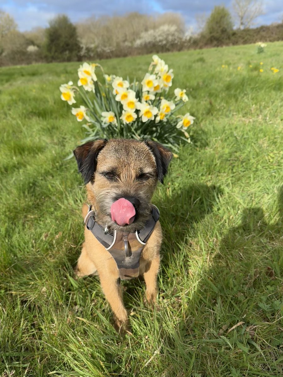 Sir Chester 🐾🐶 tweet media