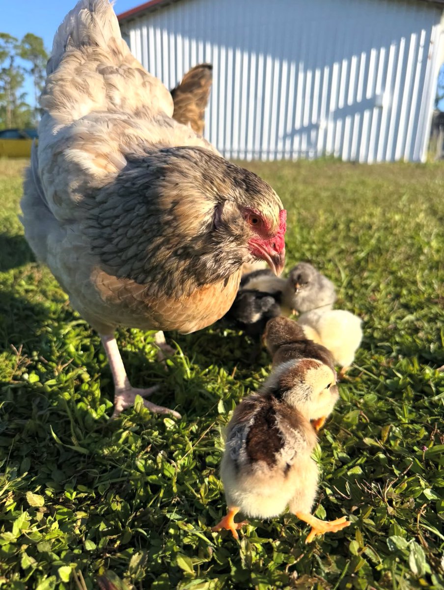 Ngaruye Farm🐄🐐🌽🌾🇺🇬 tweet media