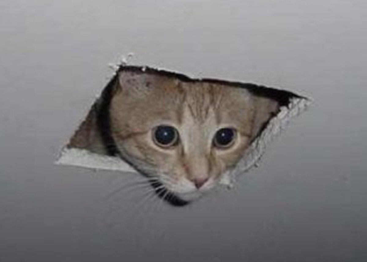 roaringkittyfun's tweet photo. soon🐈 https://t.co/QuSnlrotVr