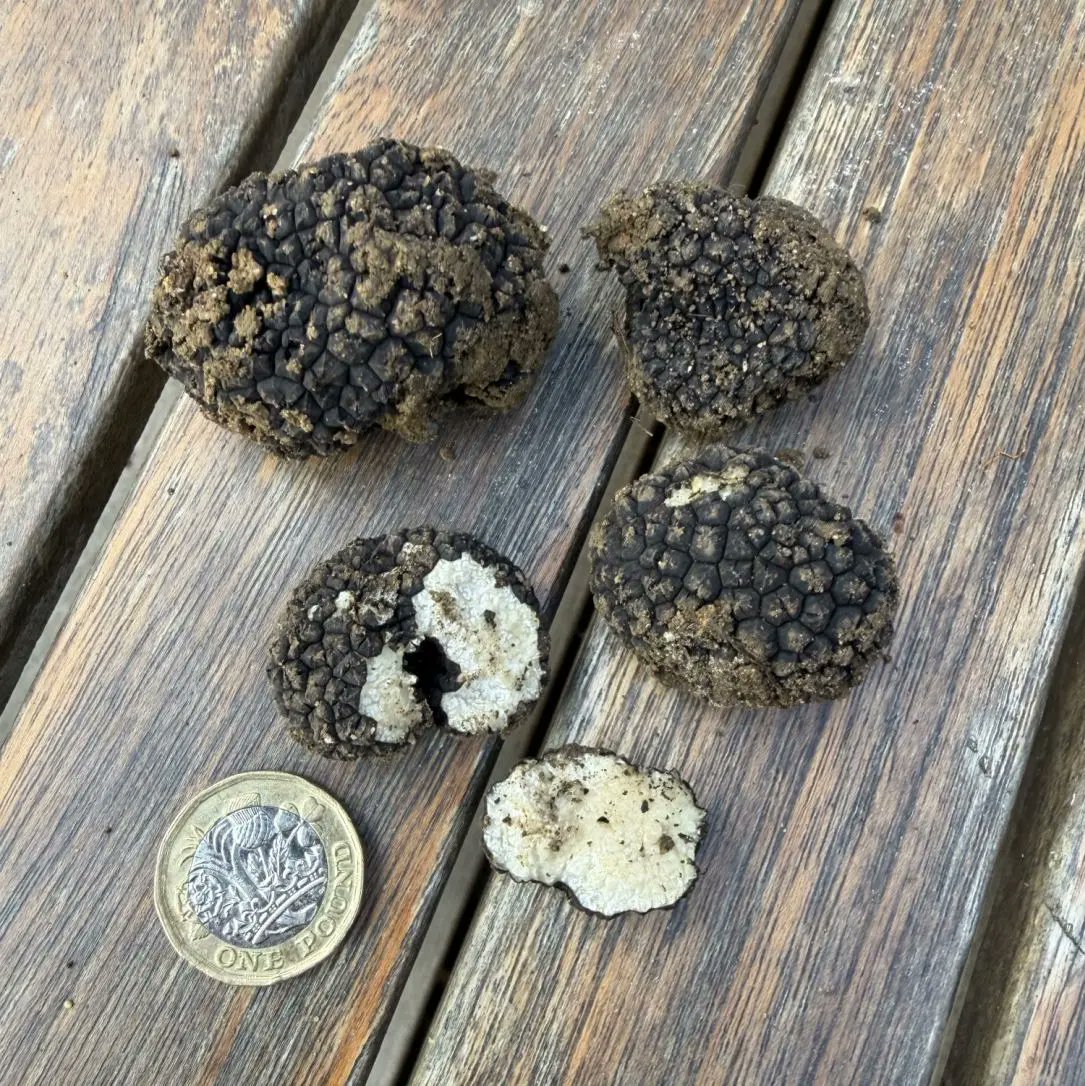 English Truffle Co tweet media