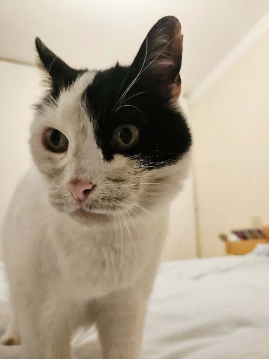 Mezzana＠イタリア tweet media