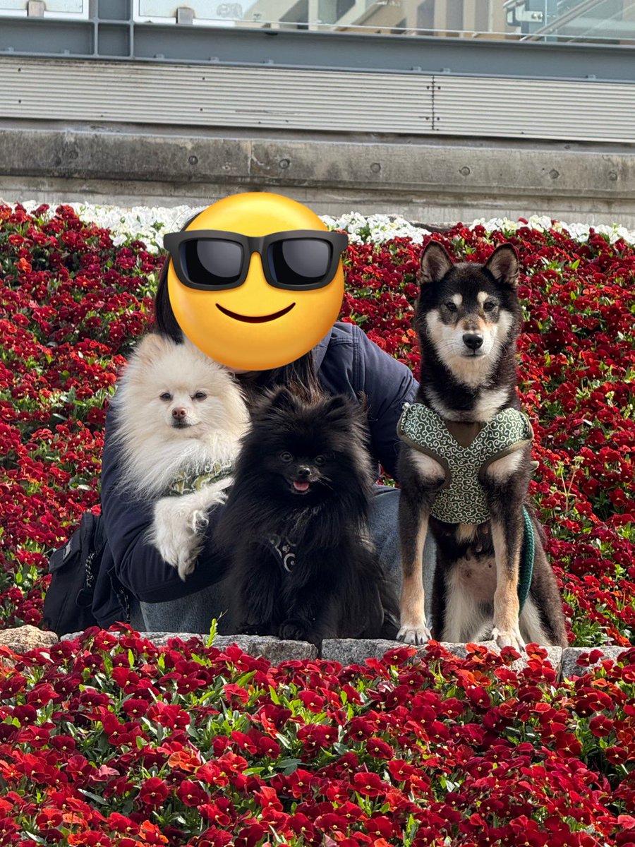 茨城県 迷子犬 とろろ(仮) tweet media