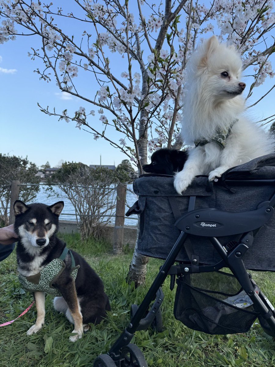 茨城県 迷子犬 とろろ(仮) tweet media