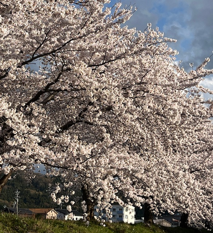 舳倉（へぐら）：ヘッダーは震災前の「白米千枚田」です。 tweet media