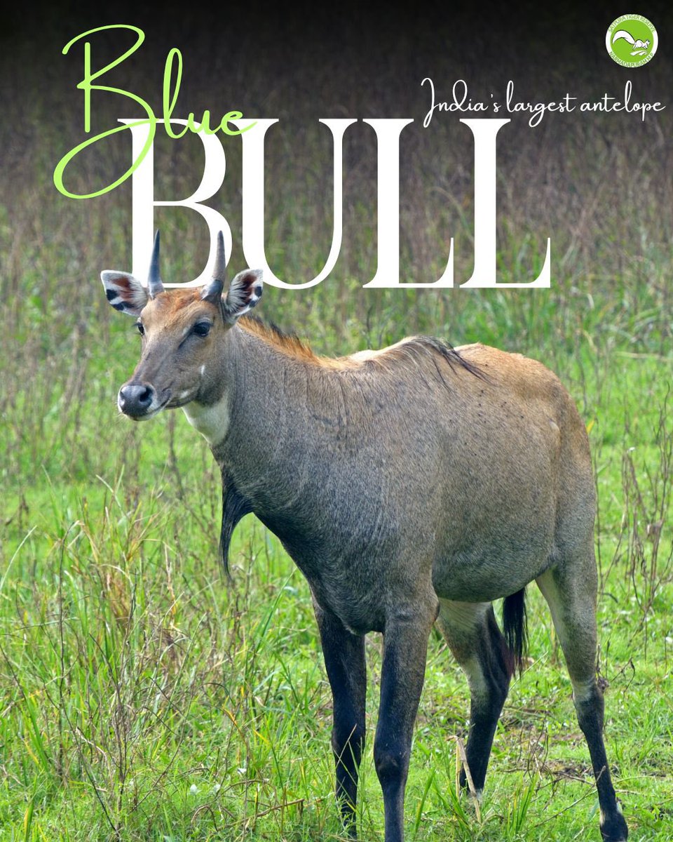 satpura_tr's tweet image. Not a bull, but India’s largest antelope — Nilgai play a key role in ecosystems. They balance vegetation, aid seed dispersal, and support predators. The Forest Department is tracking their movement to ensure coexistence. 

#nilgai #wildlife #conservation