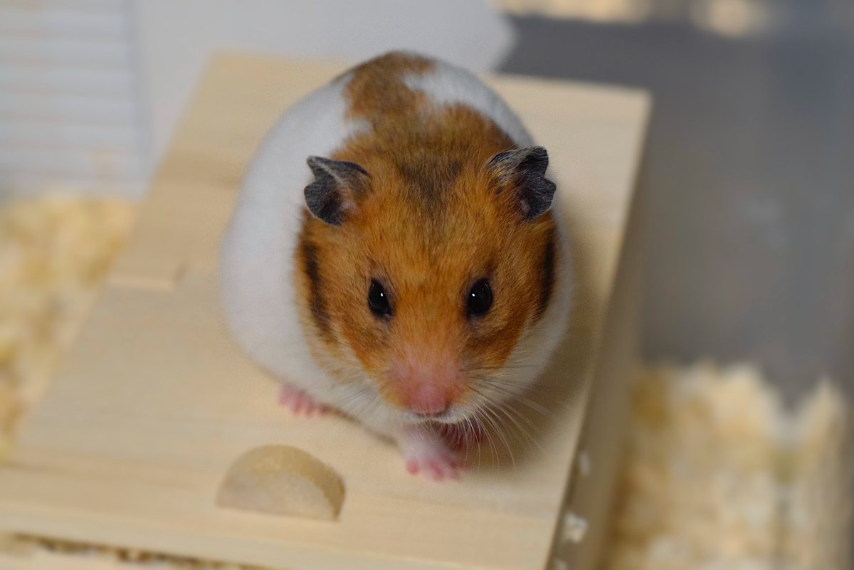 bearpatternham's tweet photo. "Bear-Pattern-Hamster: Carri-Hapi🧸🐹💎"

HIMAWARI 📚
https://t.co/xAsGHMwE77

#hamster #Kindle #photography https://t.co/ome1hWwY4S
