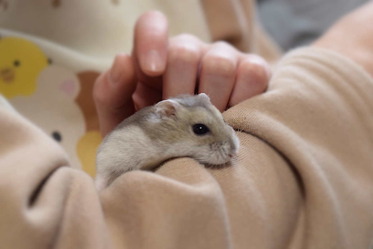 bearpatternham's tweet photo. "Bear-Pattern-Hamster: Carri-Hapi🧸🐹💎"

HIMAWARI 📚
https://t.co/xAsGHMwE77

#hamster #Kindle #photography https://t.co/ome1hWwY4S