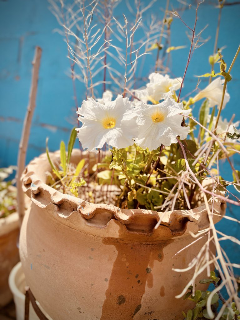 حصل خير، وبيحصل خير، وهيحصل خير، فربُّ الخير لا يأتي إلا بالخير ..